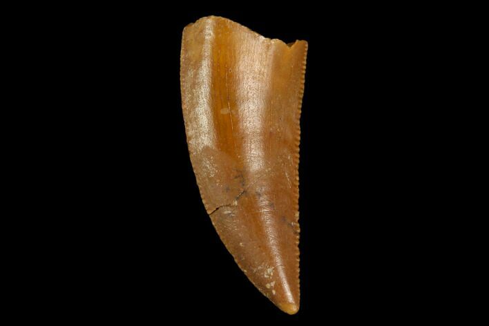 Serrated, Raptor Tooth - Real Dinosaur Tooth #124261